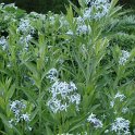 Amsonia tabernaemontana
